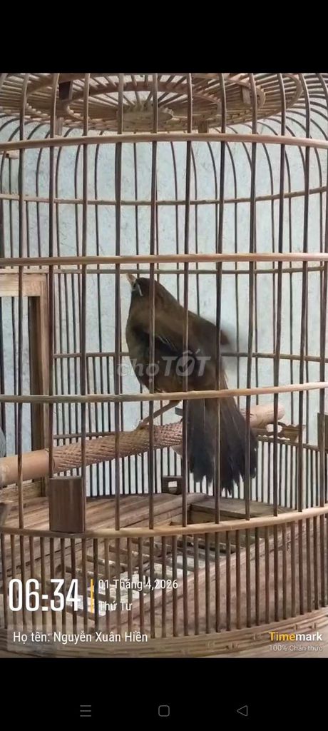 Chim cảnh màu Nâu không tật lỗi. Mua bán Chim tại undefined Hà Nội được đăng bởi Xuân hiền  hình 1