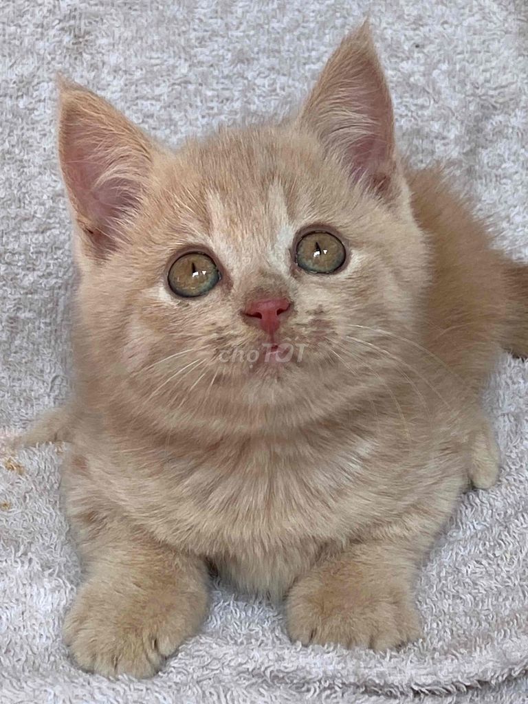 mèo anh lông ngắn cream đực hơn 2th. Mua bán Mèo tại Quận 8 Tp Hồ Chí Minh được đăng bởi Mèo Meo hình 6