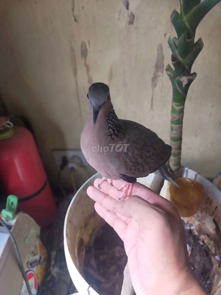 Chim Cu gáy hơn 1 năm Thuần thả. Mua bán Chim tại Quận Bắc Từ Liêm Hà Nội được đăng bởi Việt Tùng hình 1