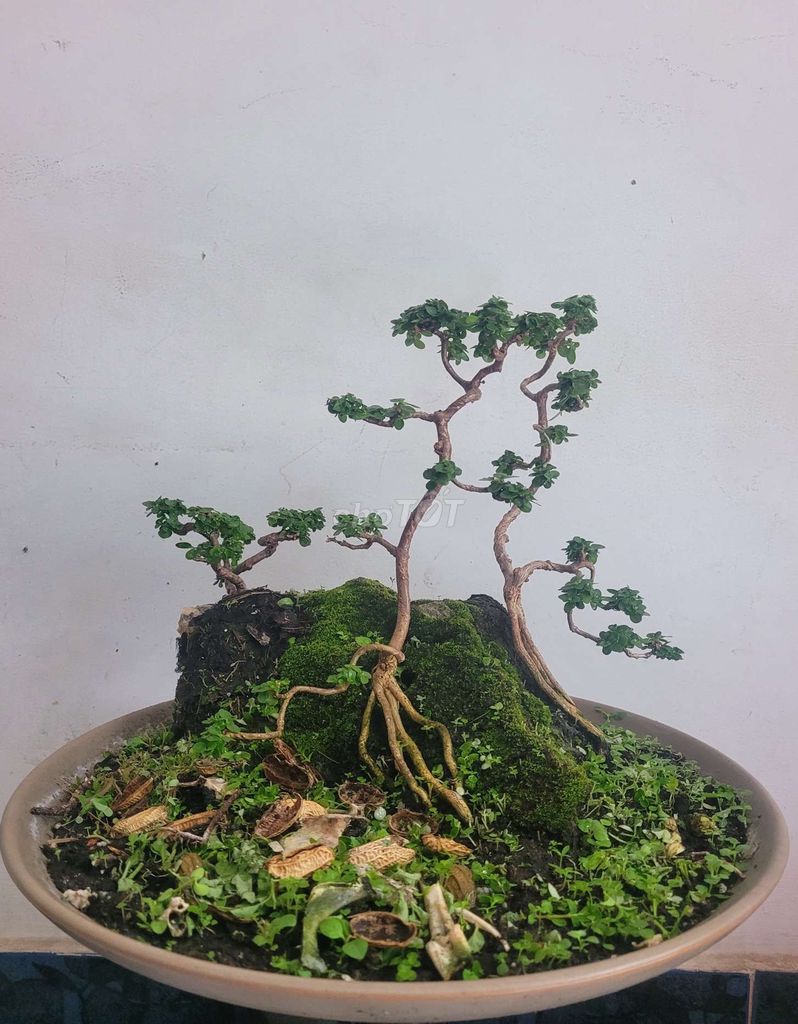 Bonsai Hương Sam