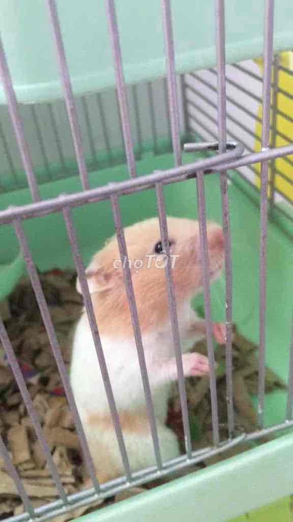 Chuột Hamster Nâu trắng. Mua bán Thú cưng khác tại Huyện Cần Giuộc Long An được đăng bởi Gia Như hình 1