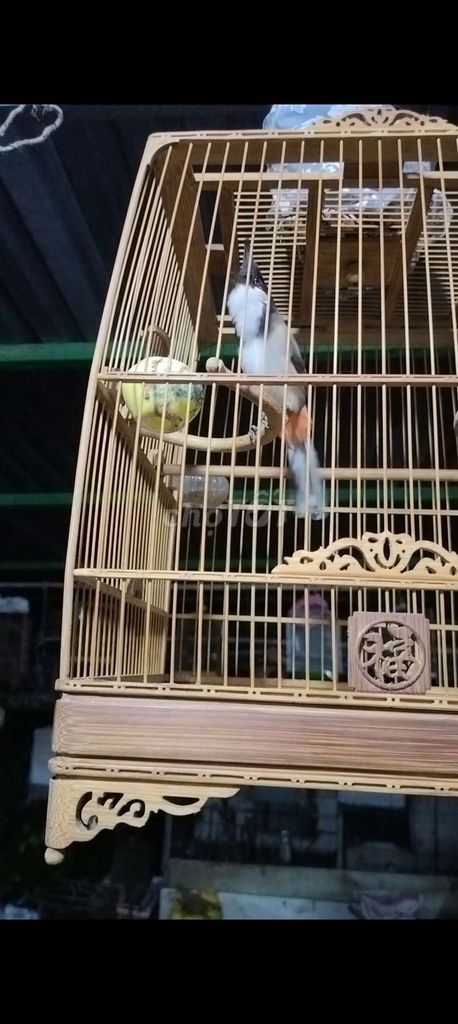 Cần tiền bán gầp trong 3 ngày. Mua bán Chim tại Quận 12 Tp Hồ Chí Minh được đăng bởi Nguyenvannhut hình 3