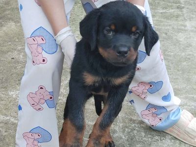 Rottweile đực cái