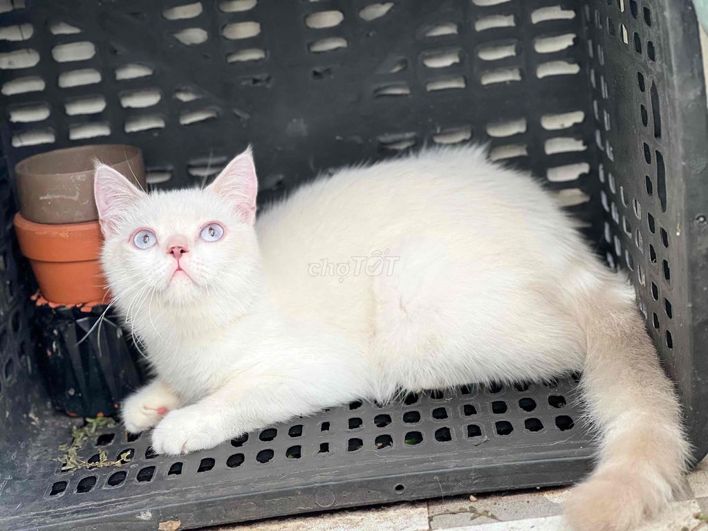 bé mèo đực trắng mắt xanh