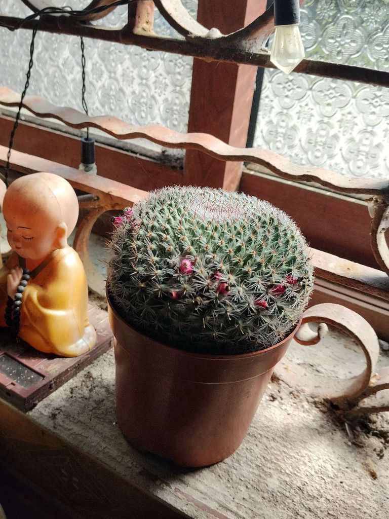 Xương rồng màu Xanh, Hồng. Mua bán Cây cảnh, đồ trang trí tại Huyện An Dương Hải Phòng được đăng bởi Phan Văn Duy hình 1