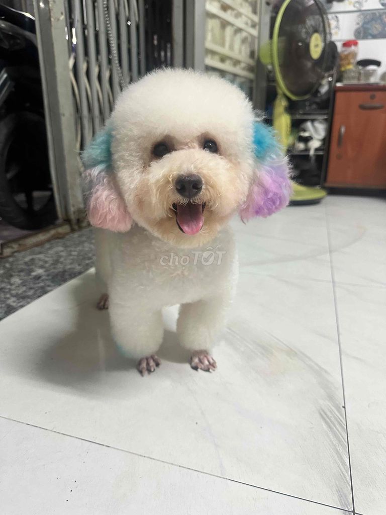 Chó Poodle Đực Trắng 1 tuổi. Mua bán Chó tại Quận Bình Tân Tp Hồ Chí Minh được đăng bởi Ngoc Ruby hình 1