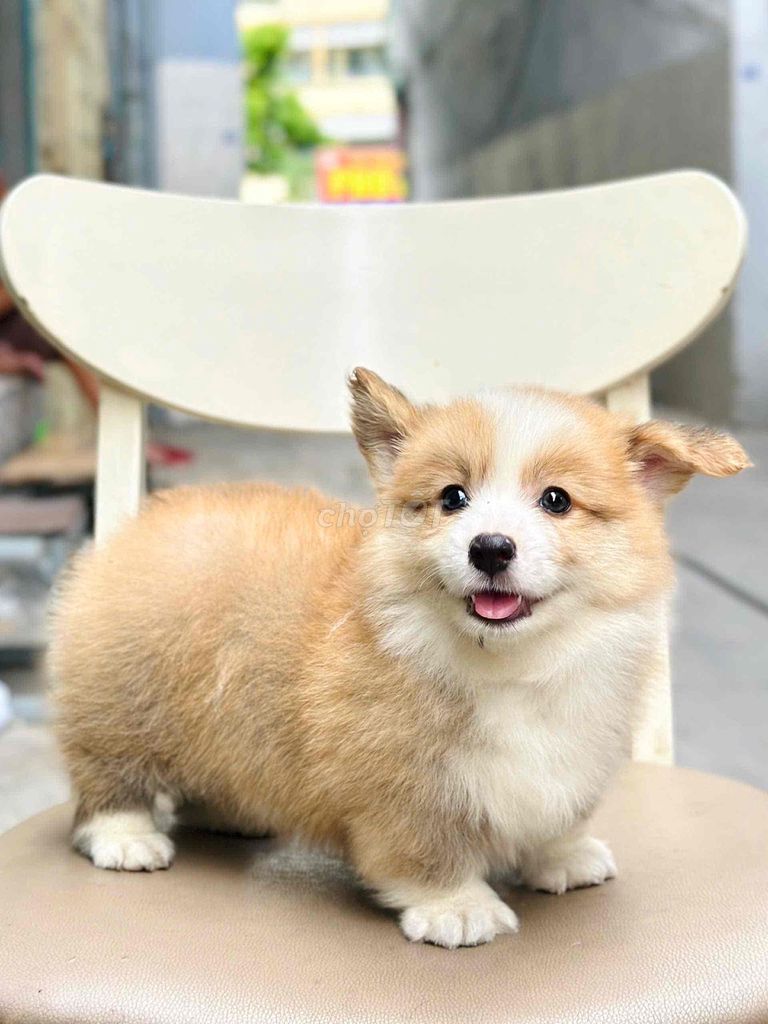 Bán chó corgi ở shop 130 đường 2/9 hải châu đn. Mua bán Chó tại Quận Hải Châu Đà Nẵng được đăng bởi Chó Cảnh Đà Nẵng 130 đường 2 9  hình 1