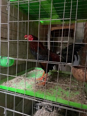 Bán cặp gà trống mái cupan 2 siu mỹ. Mua bán Gà tại Quận 11 Tp Hồ Chí Minh được đăng bởi Trí