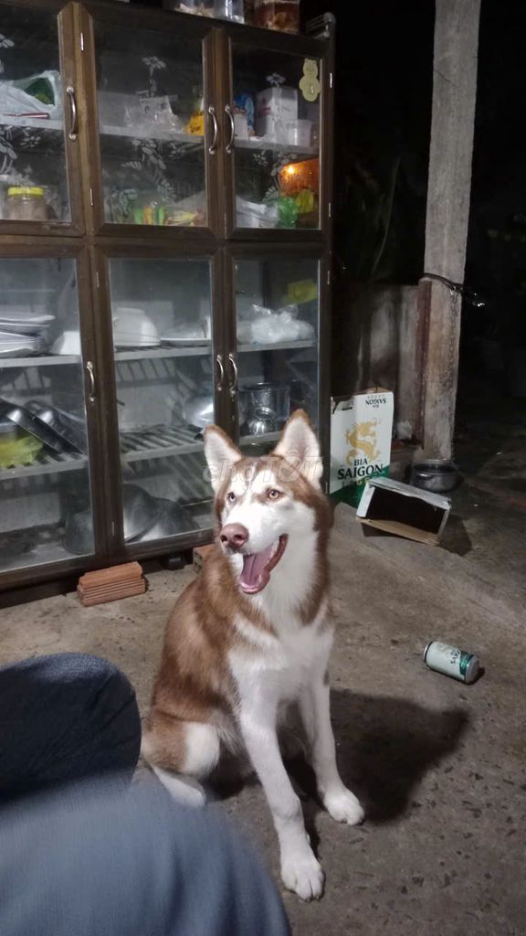 Chó Husky trên 30kg. Mua bán Chó tại Huyện Củ Chi Tp Hồ Chí Minh được đăng bởi Tan Tai Ong hình 1