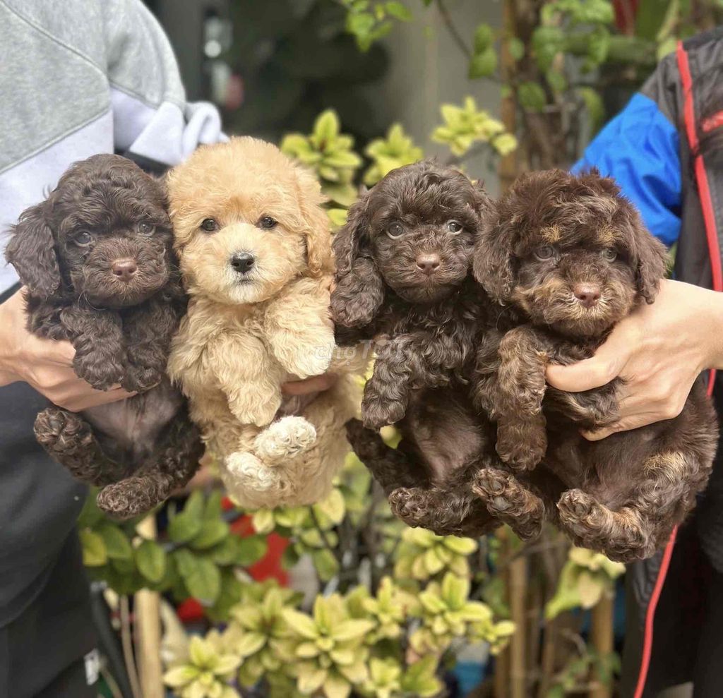 chó poodle socola thuần chủng