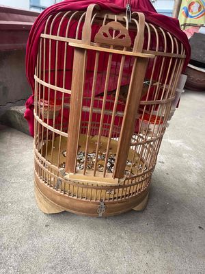 nhượng lại hoặc gluu chim tiểu mi thanh tước. Mua bán Chim tại Huyện Thường Tín Hà Nội được đăng bởi Tùng Dương