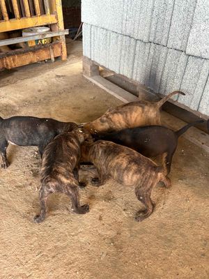 Chó Phú Quốc lai Rottweiler đã biết ăn. Mua bán Chó tại Huyện Chơn Thành Bình Phước được đăng bởi Thu Hồng