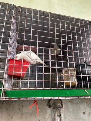 cu pháp vú nuôi đang đẻ150. Mua bán Chim tại Huyện Phú Xuyên Hà Nội được đăng bởi bảo khang