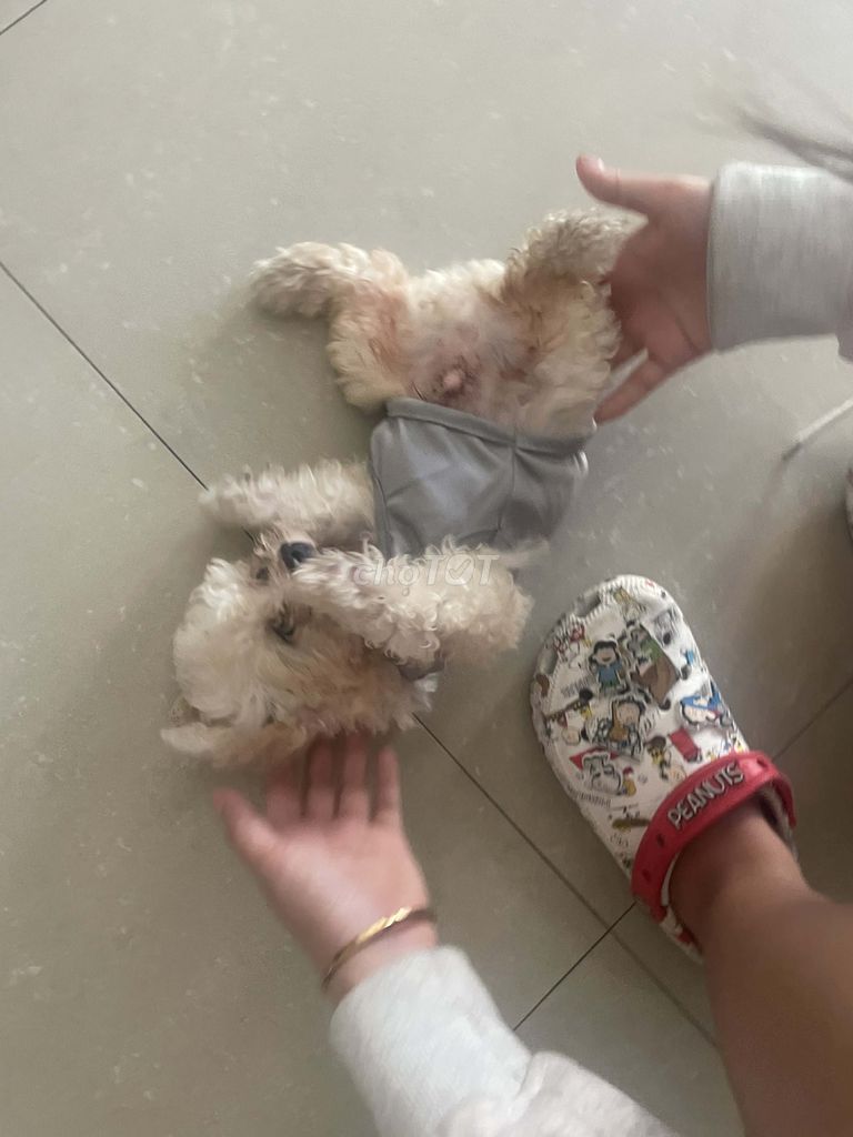 Chó Poodle 6 tháng tuổi. Mua bán Chó tại Quận Hải Châu Đà Nẵng được đăng bởi Phan Anh Lê hình 1
