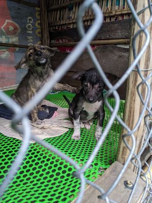 Tặng chó con. Mua bán Chó tại Huyện Dương Minh Châu Tây Ninh được đăng bởi Vinh