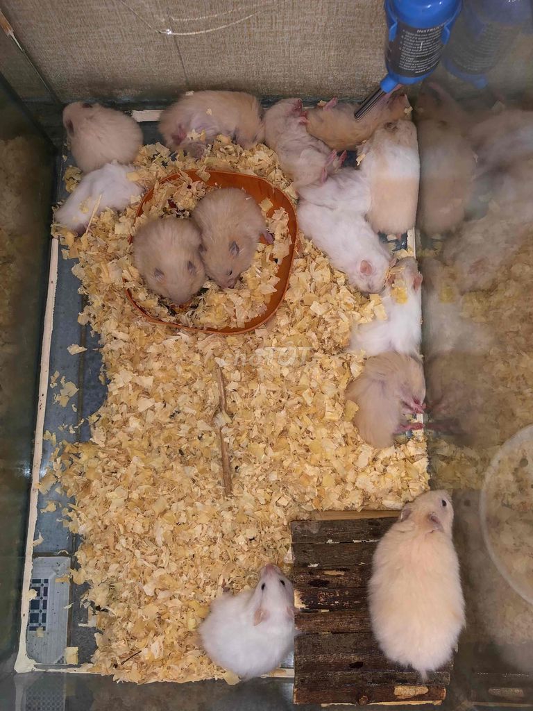 Chuột Hamster Bear xù Mơ và Trắng. Mua bán Thú cưng khác tại Quận Bình Tân Tp Hồ Chí Minh được đăng bởi Ở trọ bày đặt bán chụtt hình 1