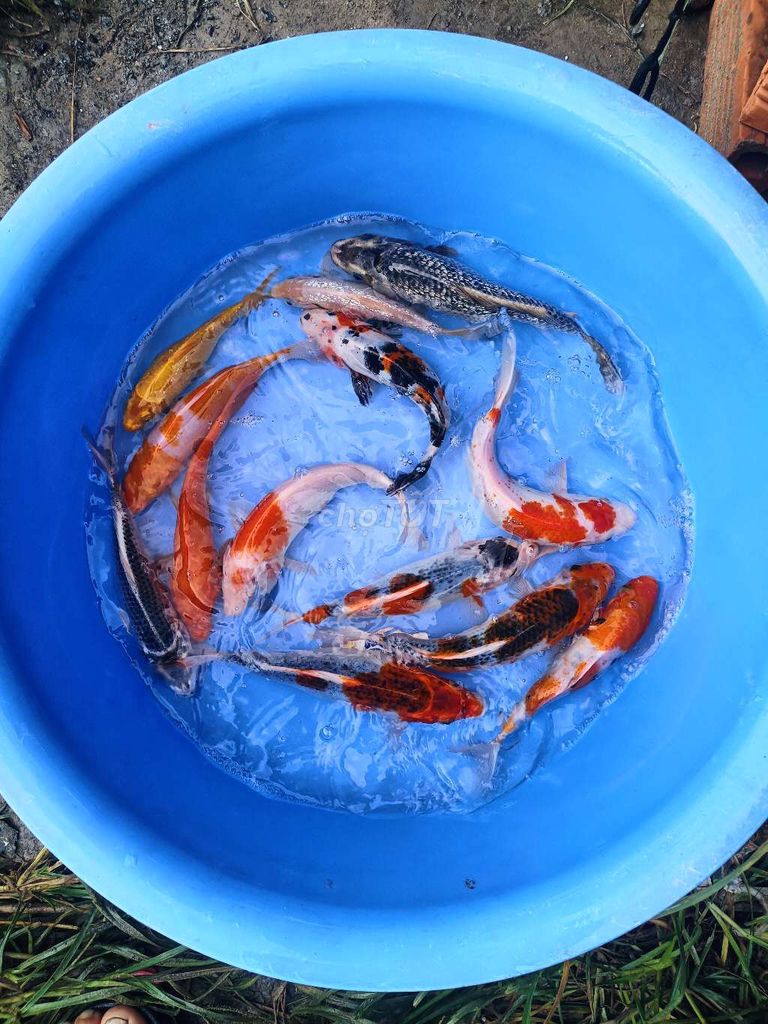 Cá Koi F1 mini 10-15cm. Mua bán Thú cưng khác tại Quận Bình Tân Tp Hồ Chí Minh được đăng bởi trân phúc hình 1