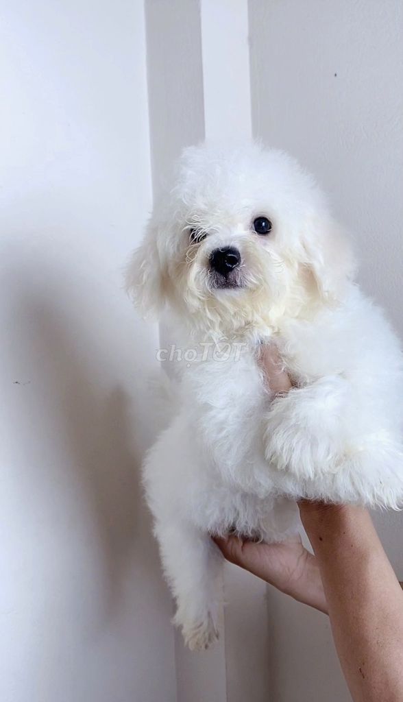 chó Bichon Thuần Chủng Giá Hạt dẻ