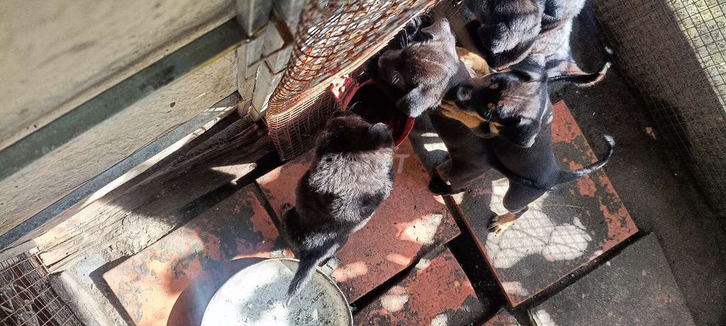 Chó cỏ 1 tháng tuổi. Mua bán Chó tại Quận Ô Môn Cần Thơ được đăng bởi dũng becgie hình 4