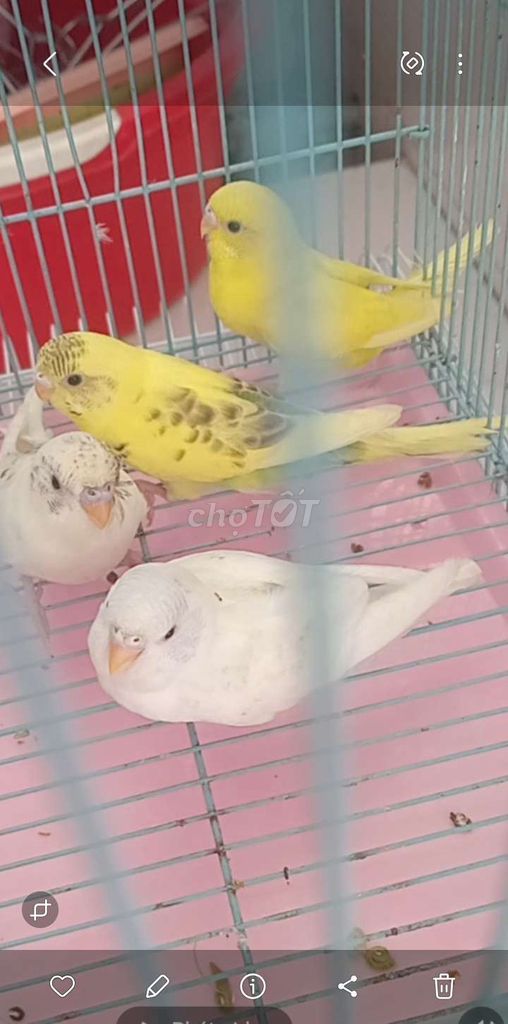 Chim yến phụng Vàng Trắng. Mua bán Chim tại Huyện Hóc Môn Tp Hồ Chí Minh được đăng bởi Như Lê hình 1
