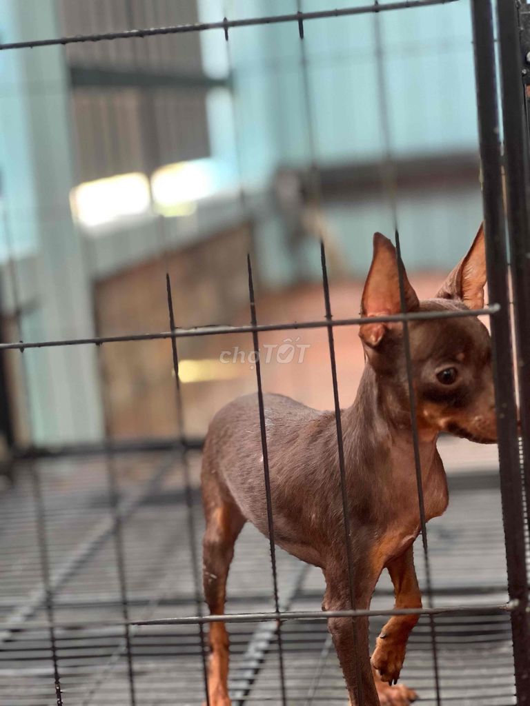 bé phóc hươu màu sô-cô-la 5 tháng tuổi. Mua bán Chó tại Quận 12 Tp Hồ Chí Minh được đăng bởi Van Anh hình 3