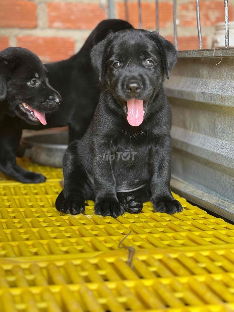 Labrador màu đen phong thuỷ tim bát mới ☘️☘️☘️. Mua bán Chó tại Thành phố Bà Rịa Bà Rịa - Vũng Tàu được đăng bởi Huyền chip hình 1