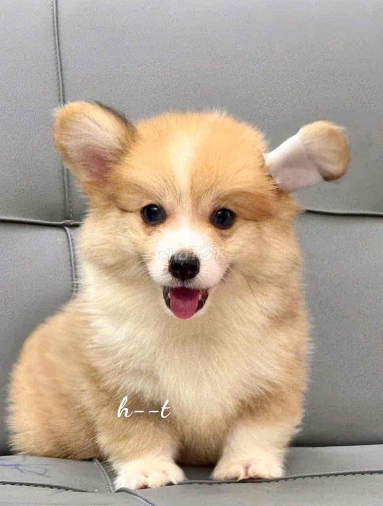 corgi lông dài chân lùn mông tim. Mua bán Chó tại Quận Bình Tân Tp Hồ Chí Minh được đăng bởi huỳnh thật  hình 1