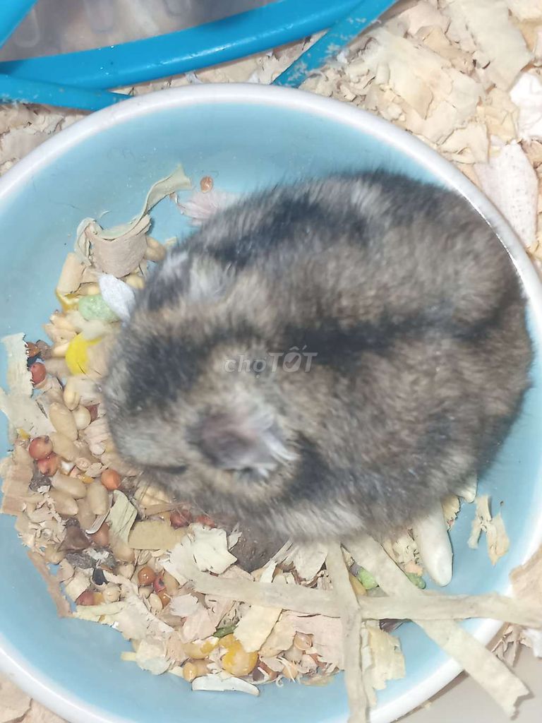 Chuột Hamster WW Cái Xám 2 tháng. Mua bán Thú cưng khác tại Huyện Nhà Bè Tp Hồ Chí Minh được đăng bởi nhi hình 1