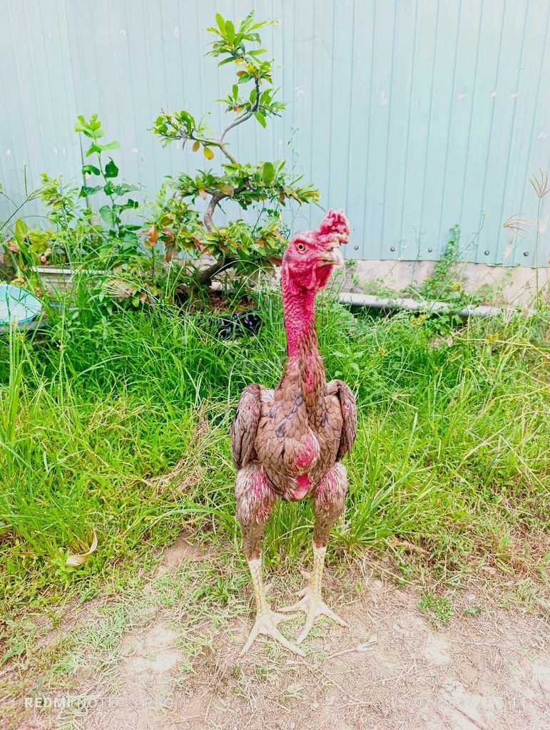 Gà xám 3.5kg. Mua bán Gà tại Huyện Tuy Phước Bình Định được đăng bởi Đạt Bình Định hình 1