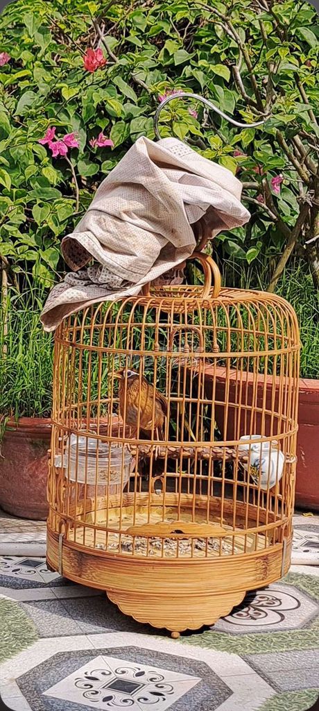chim vàng nâu. Mua bán Chim tại Huyện Mỏ Cày Nam Bến Tre được đăng bởi Duy mai hình 1