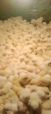 Ace ôm lô gà siêu thịt siêu trứng giá bèo nhèo 9k. Mua bán Gà tại Thành phố Thuận An Bình Dương được đăng bởi Le binh