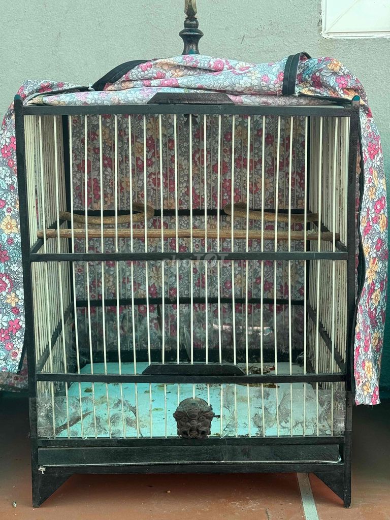 tly 2 lôngf cm đầy đủ pk. Mua bán Chim tại Quận Ba Đình Hà Nội được đăng bởi lucky boy hình 1