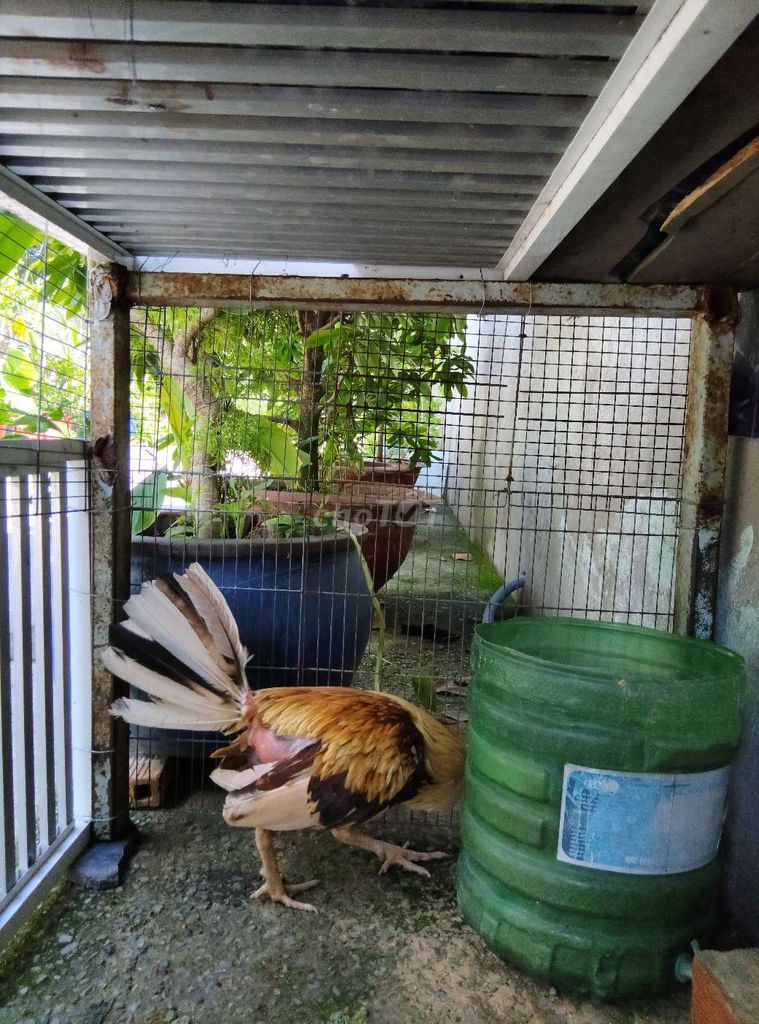 Gà tơ đực nhiều màu. Mua bán Gà tại Huyện Hóc Môn Tp Hồ Chí Minh được đăng bởi xuân hình 1