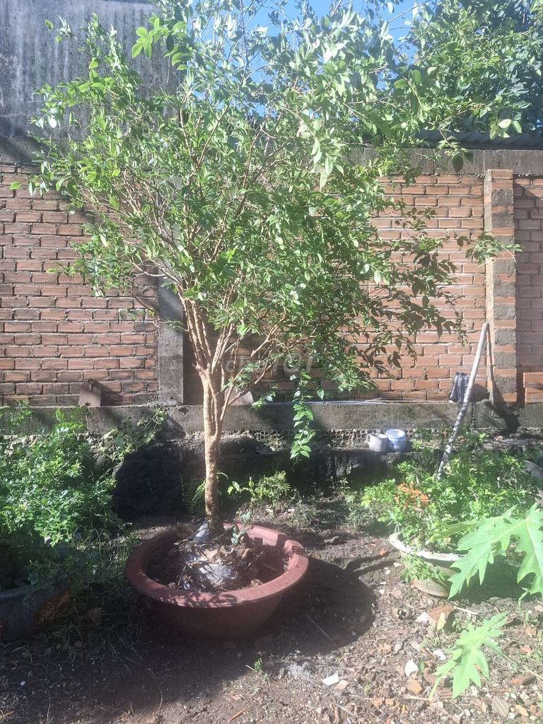 Cây nho thân gỗ size Lớn. Mua bán Cây cảnh, đồ trang trí tại Huyện Tân Phú Đồng Nai được đăng bởi Đông 68 hình 1