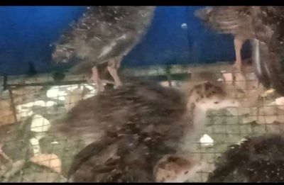 Còn ít gà ttây giống ace cần giống ib. Mua bán Gà tại Thành phố Thuận An Bình Dương được đăng bởi Le binh