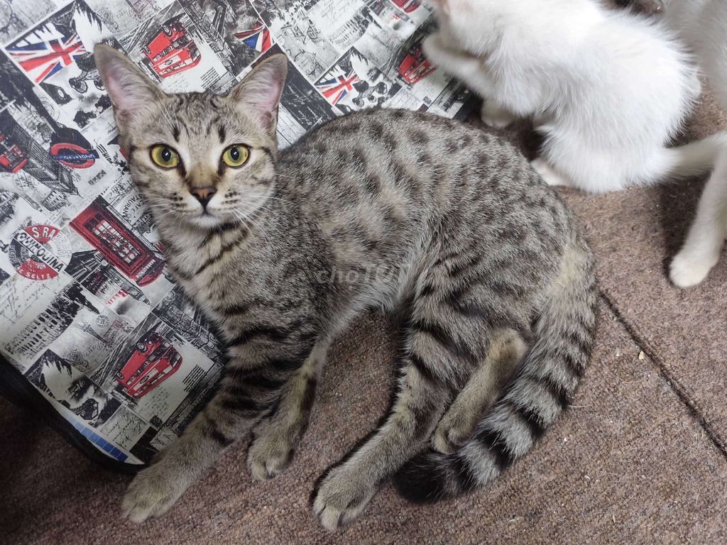 Mèo lai cái 6 tháng tuổi. Mua bán Mèo tại Quận 11 Tp Hồ Chí Minh được đăng bởi Ms. Huyền hình 1