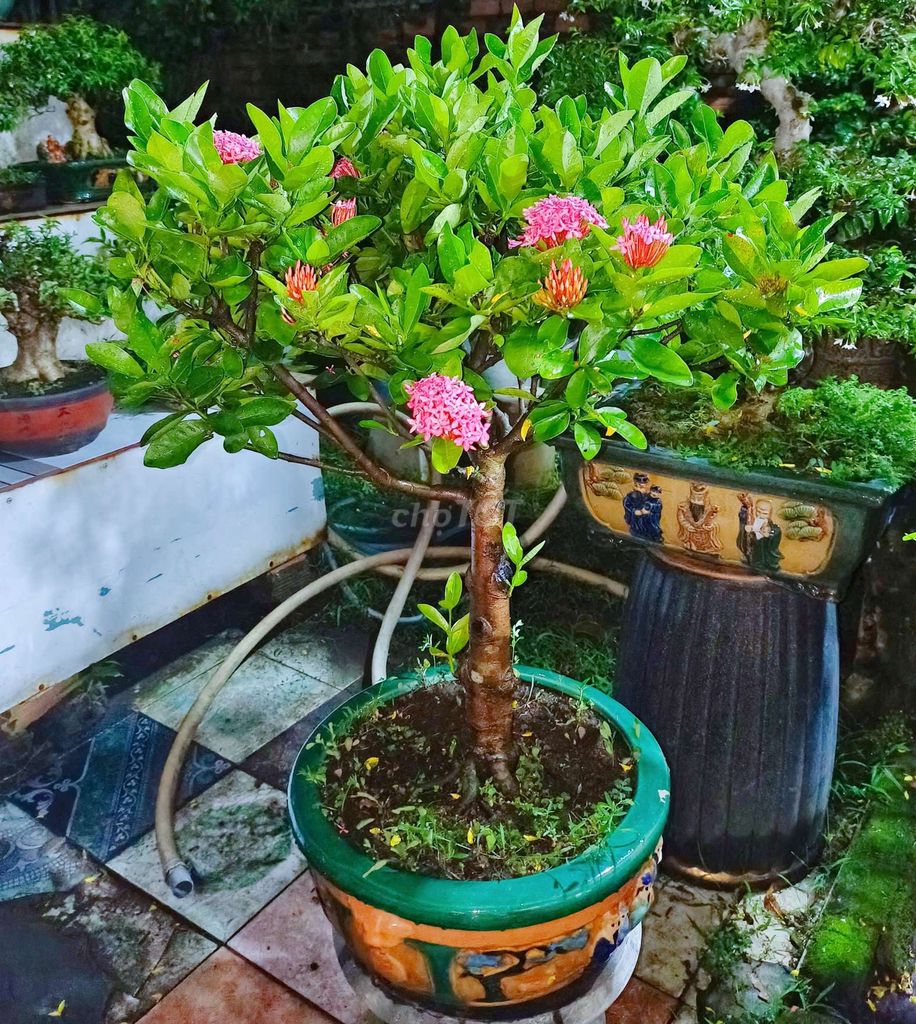 Cây Trang Mỹ Hồng bonsai cao 80cm