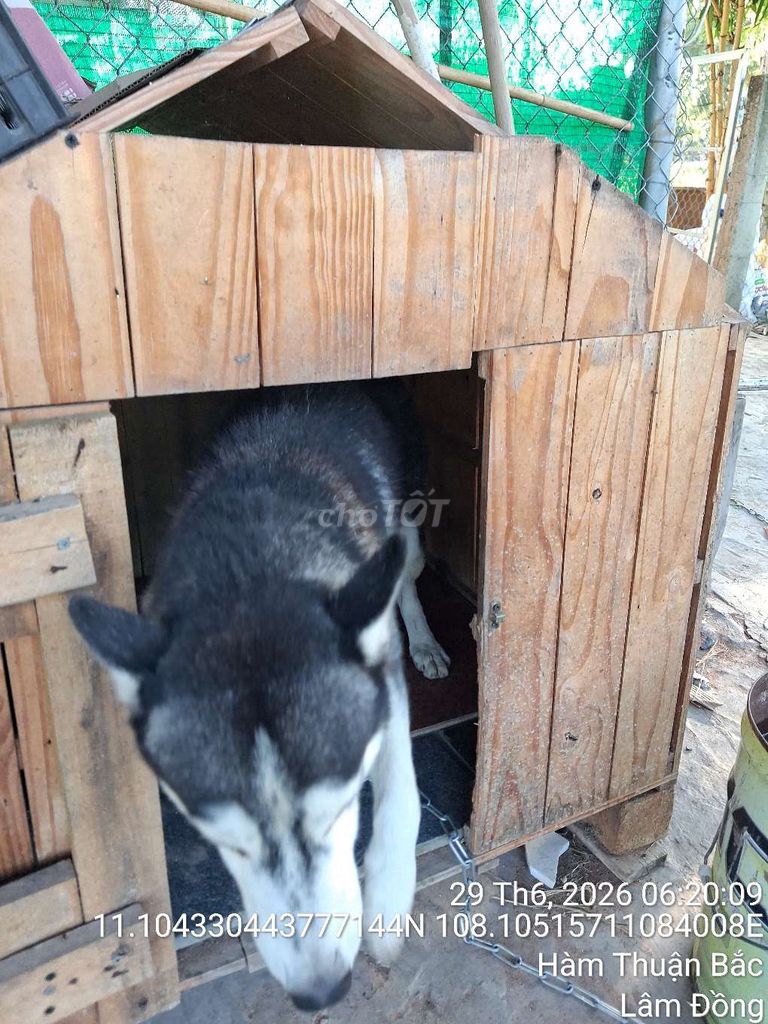 Chó Husky Đen trắng. Mua bán Chó tại Huyện Hàm Thuận Bắc Bình Thuận được đăng bởi Abs hình 1