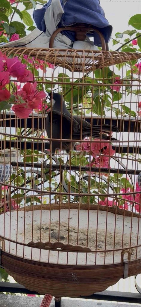 Chim ngũ trường siêu mẫu. Mua bán Chim tại Quận 12 Tp Hồ Chí Minh được đăng bởi quyết khướu Q12 hình 1