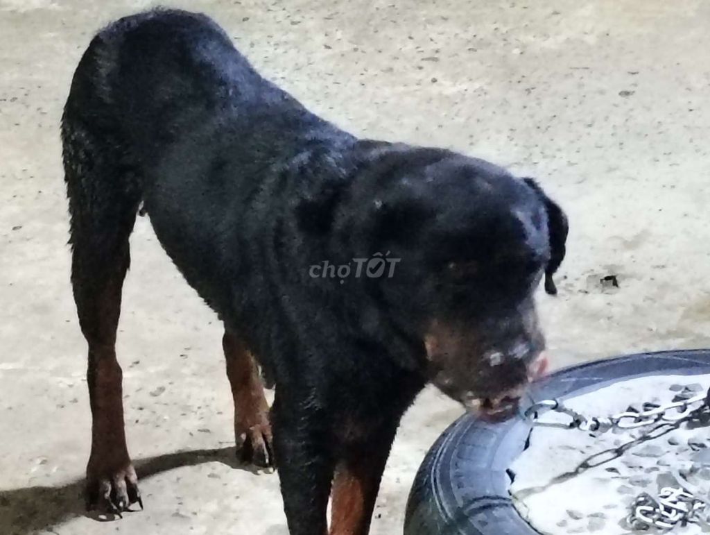 Chó Rottweiler cái. Mua bán Chó tại Thành phố Tân An Long An được đăng bởi Nhân Rottweiler  hình 1