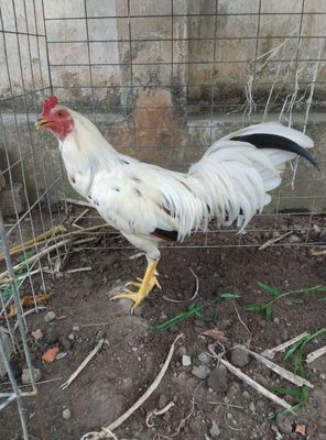 Bướm siu mỹ 2k2 tơ zin lông mới tay gà concự mạnh. Mua bán Gà tại Quận Ô Môn Cần Thơ được đăng bởi  thanh phong