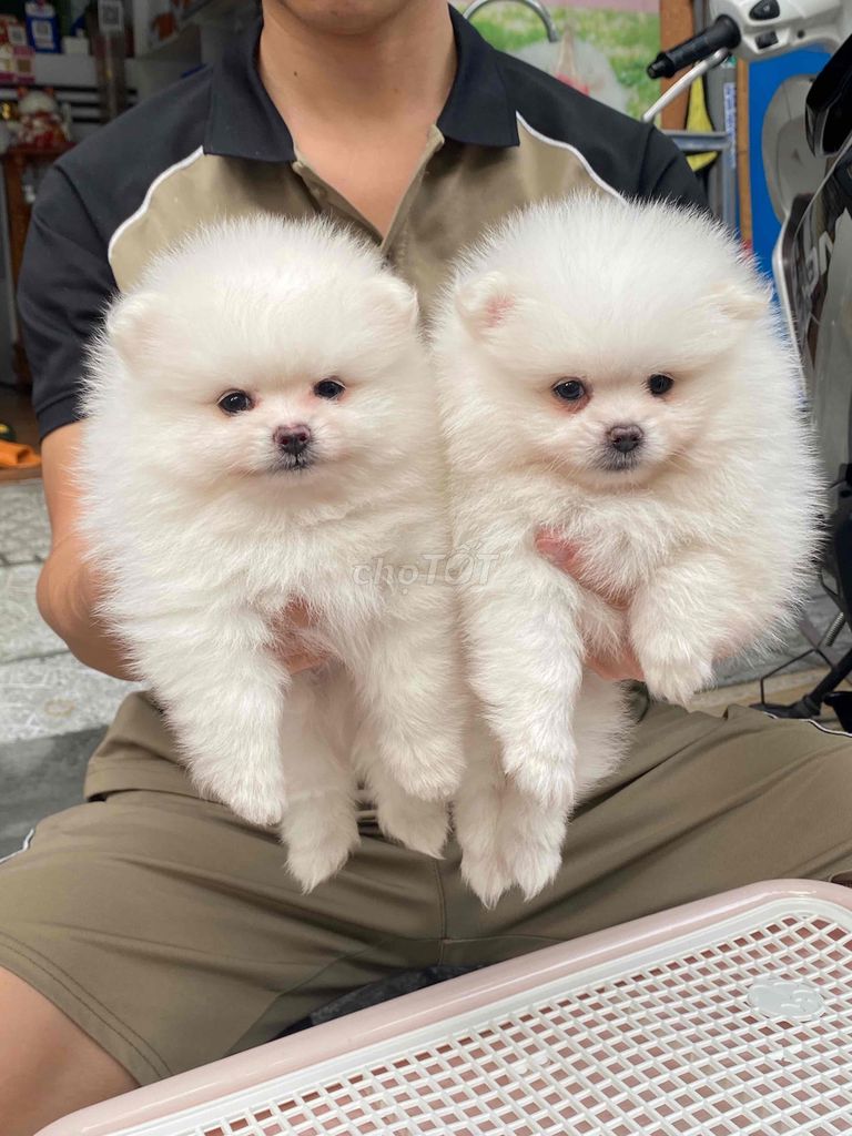 chó pom thuần chủng. Mua bán Chó tại Quận Thanh Khê Đà Nẵng được đăng bởi SiSi Pet Shop hình 1