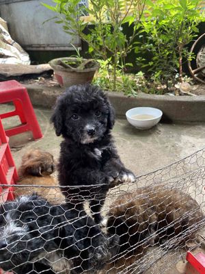 poodle nhà đẻ. Mua bán Chó tại Thành phố Buôn Ma Thuột Đắk Lắk được đăng bởi Điệp Nguyễn
