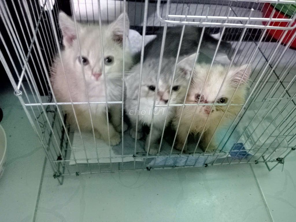 🐾TÌM SEN YÊU THƯƠNG CHO 3 BÉ ALN VÀ ALD CUTE 🐾