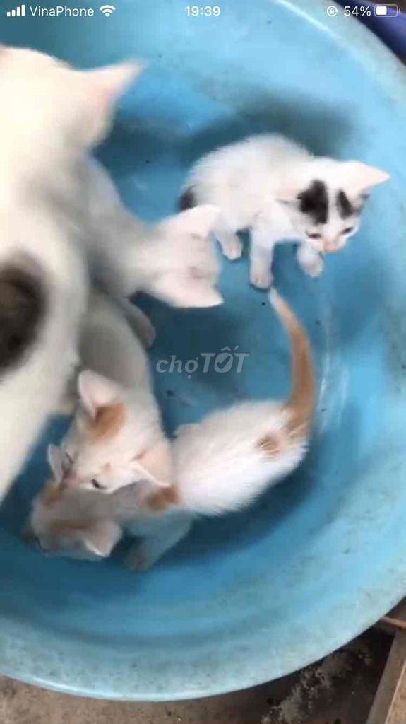 Mèo ta thuần chủng Trắng vàng đen. Mua bán Mèo tại Quận Nam Từ Liêm Hà Nội được đăng bởi Lê Thị Thanh hình 1