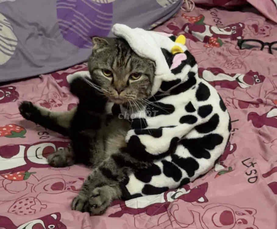 Mèo Tabby đực 1 tuổi đã thiến. Mua bán Mèo tại Thành phố Thủ Đức Tp Hồ Chí Minh được đăng bởi Lý Gia Bảo hình 1
