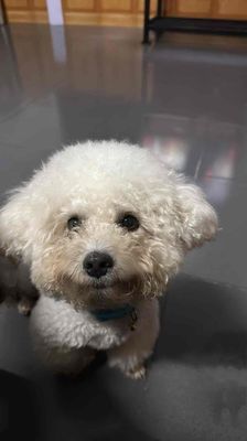 tìm nhà mới cho bé poodle đực. Mua bán Chó tại Quận Tân Phú Tp Hồ Chí Minh được đăng bởi Lam Ngoc 