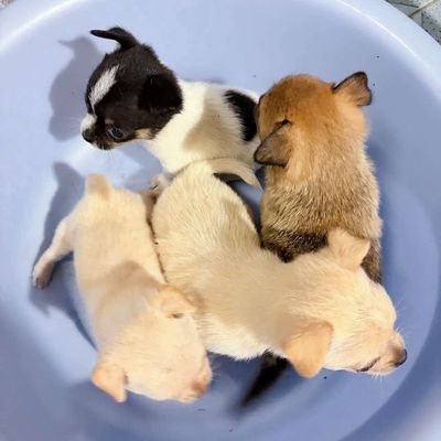 Chó Chihuahua con nhiều màu