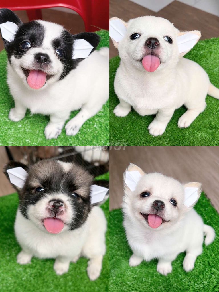 chó phốc chihou mini 2 tháng . Mua bán Chó tại Quận Tân Phú Tp Hồ Chí Minh được đăng bởi Minh nguyễn  hình 1