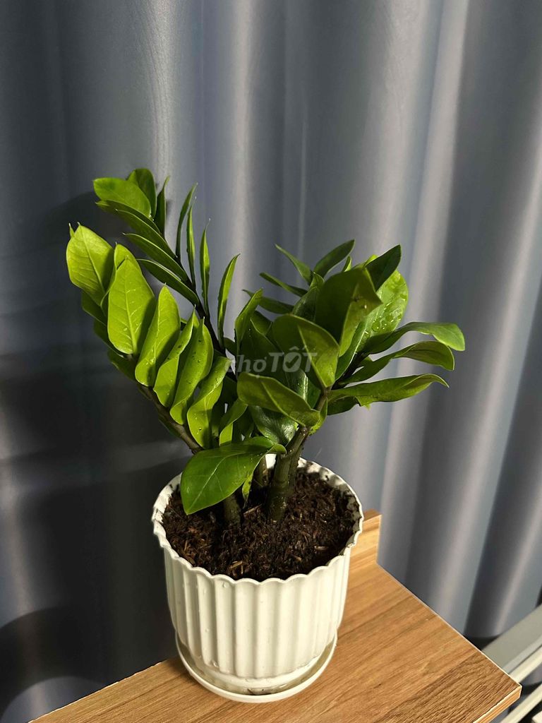 Cây kim tiền decor mang lại may mắn giá chỉ 75k. Mua bán Cây cảnh, đồ trang trí tại Quận Bình Thuỷ Cần Thơ được đăng bởi Trinh Trần hình 1